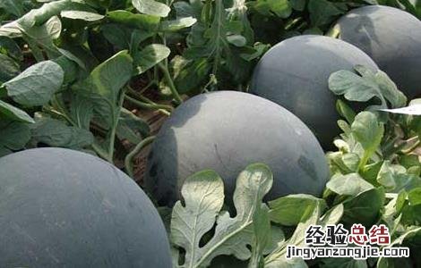 黑美人西瓜栽培技术和管理 黑美人西瓜栽培技术