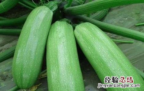 西葫芦的果实管理要点 西葫芦的果实管理