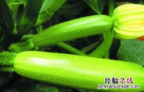 西葫芦的果实管理要点 西葫芦的果实管理