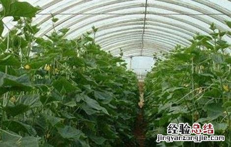 蔬菜控旺措施 大棚蔬菜控旺技术