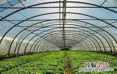 蔬菜控旺措施 大棚蔬菜控旺技术