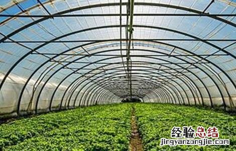 蔬菜控旺措施 大棚蔬菜控旺技术