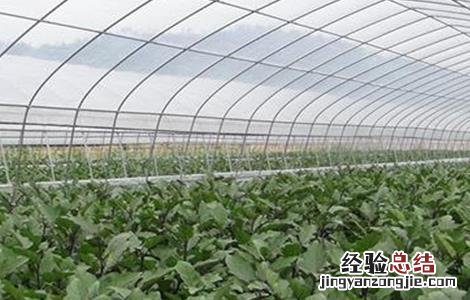 蔬菜控旺措施 大棚蔬菜控旺技术