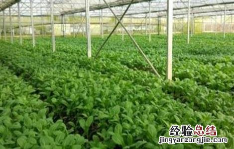 蔬菜控旺措施 大棚蔬菜控旺技术