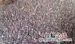 应该怎么种种子 种子的种该怎么办