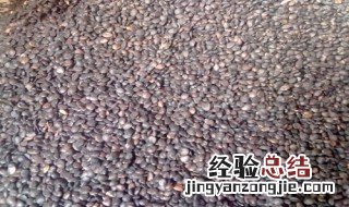 应该怎么种种子 种子的种该怎么办