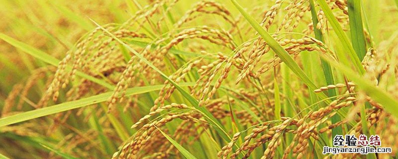 小麦红蜘蛛用什么药有效 冬小麦红蜘蛛用什么药效果好