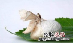 蚕结茧后多久能出来 蚕结茧后多长时间破茧