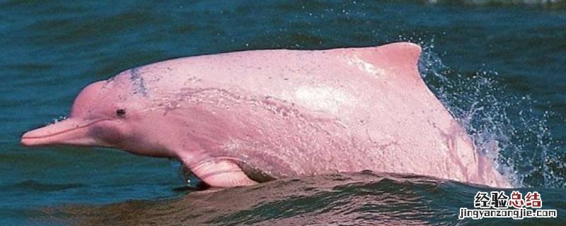 粉色海豚是什么原因 粉色海豚是怎么回事