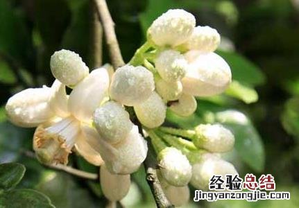 怎样对柚子促花结果 柚子促花枝术