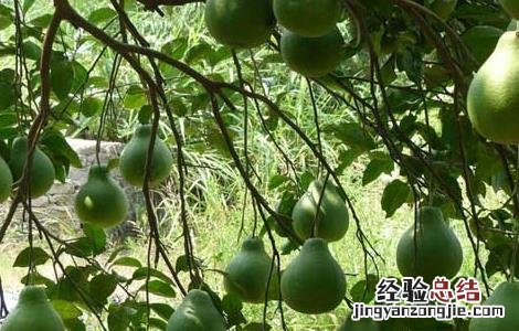 怎样对柚子促花结果 柚子促花枝术