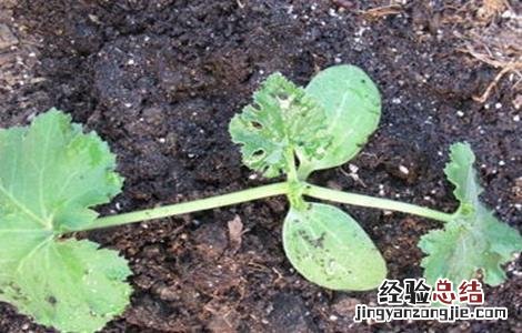 西葫芦苗期管理技术 西葫芦栽培管理技术