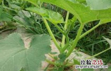 西葫芦苗期管理技术 西葫芦栽培管理技术