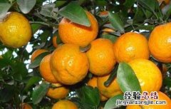冬季刮果树表皮有那些好处 冬季刮果树表皮有那些好处和坏处