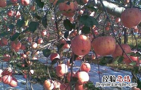 冬季刮果树表皮有那些好处 冬季刮果树表皮有那些好处和坏处