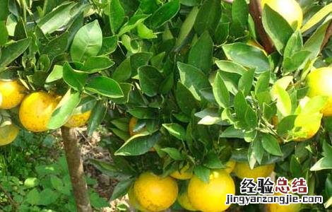 冬季刮果树表皮有那些好处 冬季刮果树表皮有那些好处和坏处