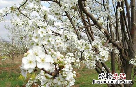 冬季刮果树表皮有那些好处 冬季刮果树表皮有那些好处和坏处