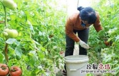 西红柿如何管理与施肥 西红柿施肥注意要点