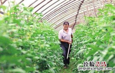 西红柿如何管理与施肥 西红柿施肥注意要点