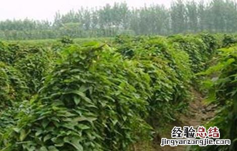山药前期管理技术 山药中后期管理技术