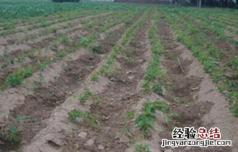 山药前期管理技术 山药中后期管理技术