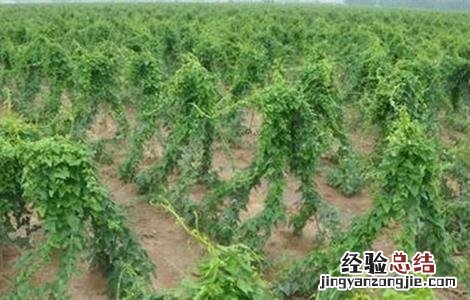山药前期管理技术 山药中后期管理技术