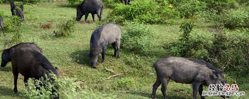 野猪是害兽吗 野猪是害兽吗蚂蚁庄园