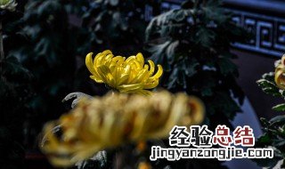陶渊明唯独爱菊 为什么晋陶渊明独爱菊