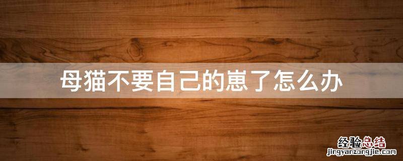 母猫不要自己的崽了怎么办 母猫的崽子都没了怎么办