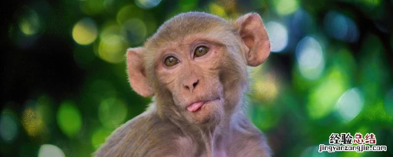 林中高手王中王是什么动物 林中王指什么动物