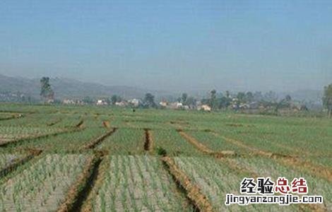 洋葱育苗要点 洋葱育苗的主要问题