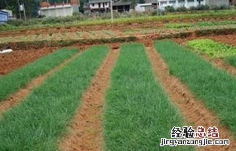 洋葱育苗要点 洋葱育苗的主要问题