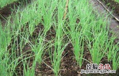 洋葱育苗要点 洋葱育苗的主要问题