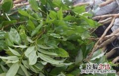 荔枝种苗高效繁殖技术 荔枝种苗高效繁殖技术有哪些