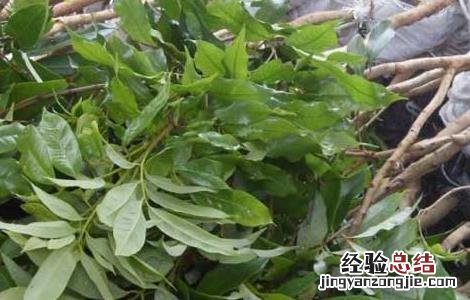 荔枝种苗高效繁殖技术 荔枝种苗高效繁殖技术有哪些