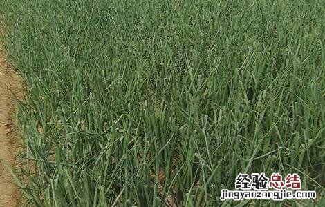 洋葱生长异常的防治措施 洋葱生长异常的防治措施视频