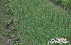 洋葱生长异常的防治措施 洋葱生长异常的防治措施视频
