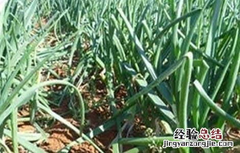洋葱生长异常的防治措施 洋葱生长异常的防治措施视频