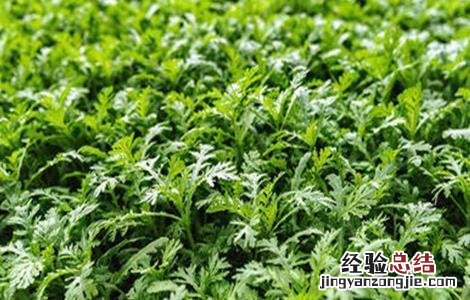 茼蒿种植注意事项