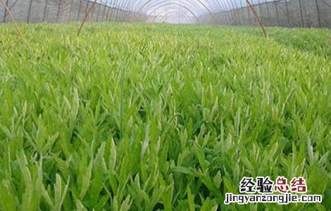 茼蒿种植注意事项