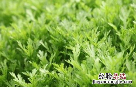 茼蒿种植注意事项