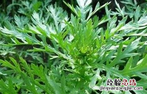 茼蒿种植注意事项