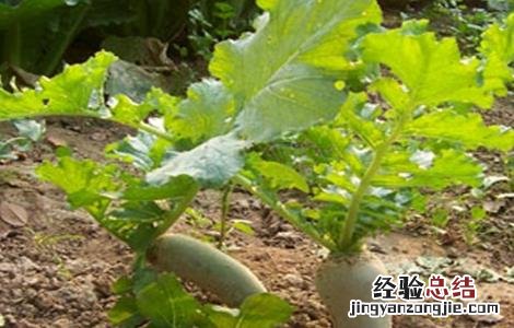 萝卜膨大期需多长时间 萝卜膨大期管理技术
