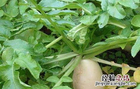 萝卜膨大期需多长时间 萝卜膨大期管理技术