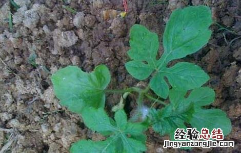 冬季西瓜种植育苗技术 冬季西瓜种植育苗技术视频
