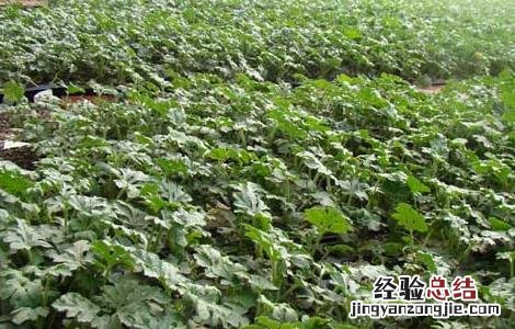 冬季西瓜种植育苗技术 冬季西瓜种植育苗技术视频