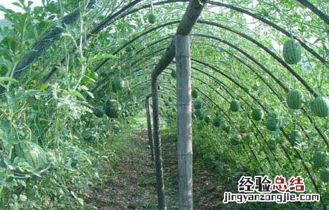 冬季西瓜种植育苗技术 冬季西瓜种植育苗技术视频