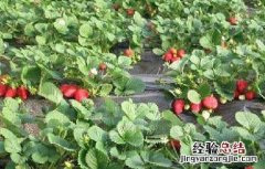 草莓种植中后期管理技术视频 草莓种植中后期管理技术