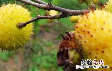 刺梨种植的果園管理技术 刺梨种植的果園管理技术有哪些