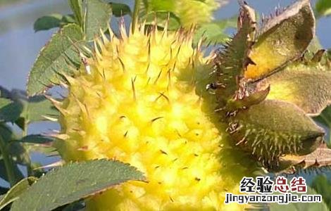 刺梨种植的果園管理技术 刺梨种植的果園管理技术有哪些